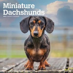 BrownTroutߥ˥奢åե Miniature Dachshunds