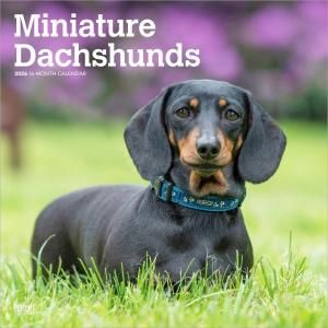 BrownTrout ミニチュアダックスフンド カレンダー Miniature Dachshunds