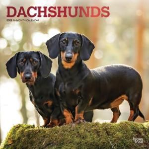 BrownTroutåե Dachshunds