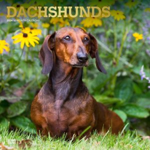 BrownTroutåե Dachshunds