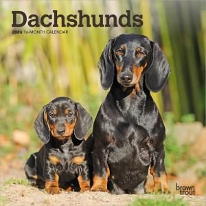 BrownTroutåե Dachshunds