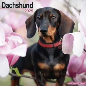 Avonsideåե Dachshund