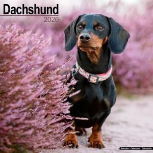 Avonsideåե Dachshund