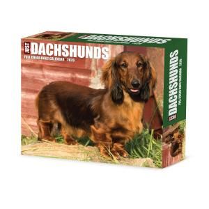 Willow Creek åեɡ᤯ꥫۡJUST Dachshunds