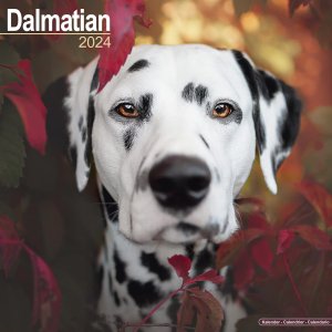 Avonside᥷  Dalmatian