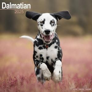 Avonside᥷  Dalmatian