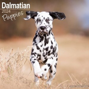 Avonside　ダルメシアン【パピー】 カレンダー　Dalmatian Puppies