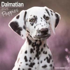 Avonside᥷ڥѥԡ Dalmatian Puppies