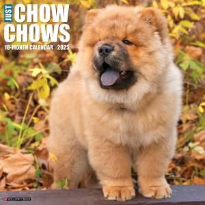 WillowCreek㥦㥦 ---JUST Chow Chows