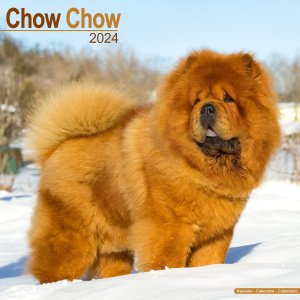 Avonside　チャウチャウ--- Chow chow
