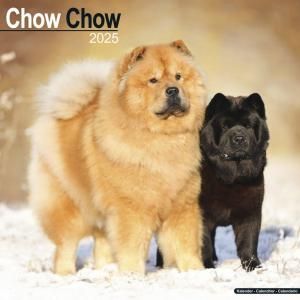 Avonside㥦㥦--- Chow chow