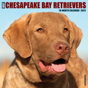 WillowCreekԡ٥ȥС Just Chesapeake Bay Retrievers