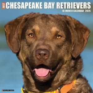 WillowCreekԡ٥ȥС Just Chesapeake Bay Retrievers