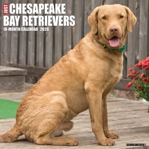 WillowCreekԡ٥ȥС Just Chesapeake Bay Retrievers