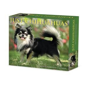 ᤯ꥫWillow Creek JUST Chihuahuas