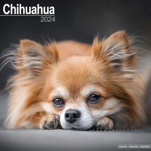 Avonside　チワワ カレンダー　Chihuahua