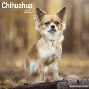 Avonside Chihuahua