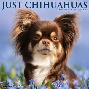 WillowCreek JUST Chihuahuas