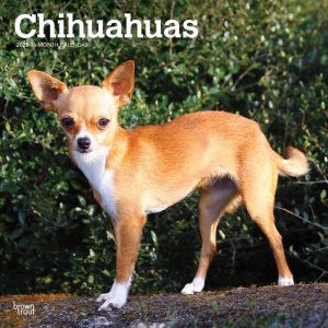 BrownTrout  --- Chihuahuas