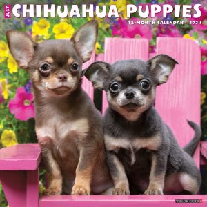 WillowCreek　チワワ【パピー】 カレンダー　---Just Chihuahua Puppies