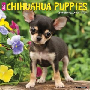 WillowCreekڥѥԡ ---Just Chihuahua Puppies