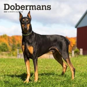 BrownTroutɡ٥ޥ Doberman