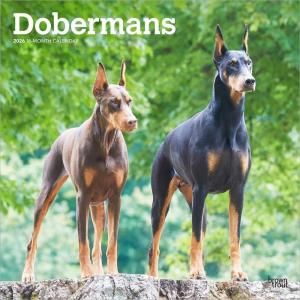 BrownTroutɡ٥ޥ Doberman