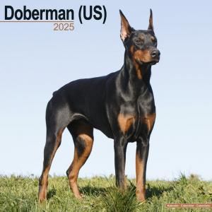 Avonsideɡ٥ޥUS˥Doberman