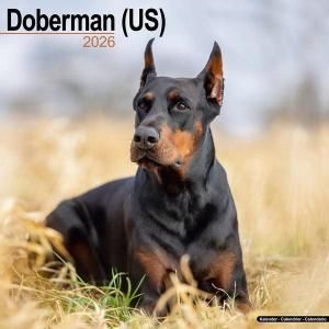 Avonsideɡ٥ޥUS˥Doberman