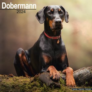 Avonsideɡ٥ޥ  Doberman