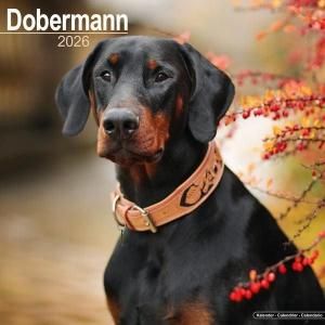 Avonsideɡ٥ޥ  Doberman