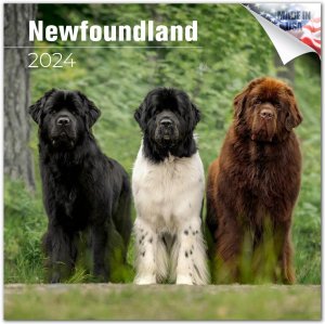 WillowCreek　ニューファウンドランド カレンダー　JUST Newfoundlands