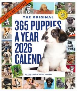 365 puppies a year ᤯ꥫ