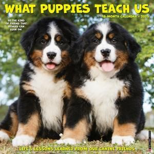 What Puppies Teach Us ᤯ꥫ