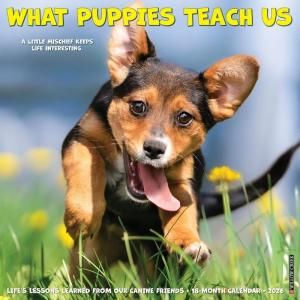 What Puppies Teach Us ᤯ꥫ  Willow Creek