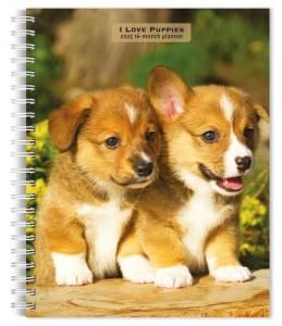 ᤯ꥹ塼ĢI love Puppies