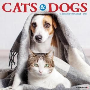 Cats & Dogs ᤯ꥫ WillowCreek