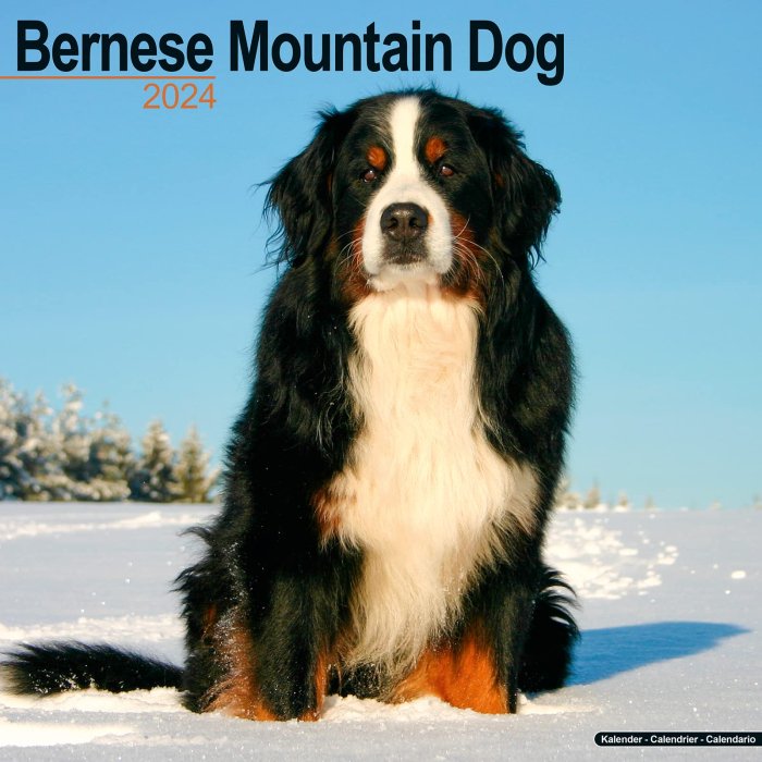 Avonside バーニーズマウンテンドッグ カレンダー Bernese Mountain Dog スマイルドッグ アメリカ直輸入犬用品専門店