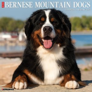 WillowCreek Сˡޥƥɥå JUST Bernese Mountain Dogs
