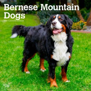 BrownTrout Сˡޥƥɥå Bernese Mountain Dogs