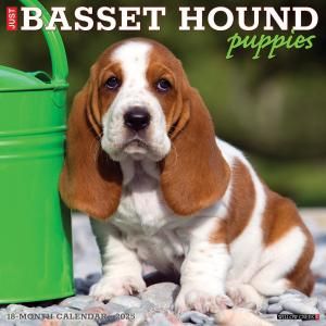 WillowCreekХåȥϥɡڥѥԡۥJUST BASSET HOUND PUPPIES