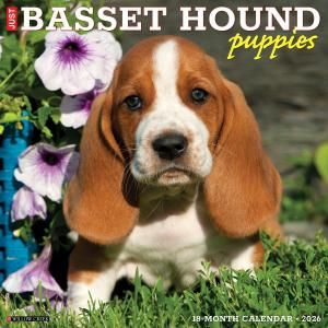 WillowCreekХåȥϥɡڥѥԡۥJUST BASSET HOUND PUPPIES
