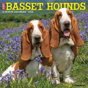 Хåȥϥ  JUST BASSET HOUNDS --- WillowCreek