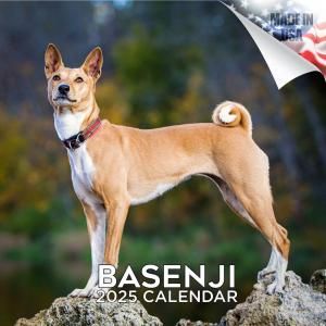 MEGAХ󥸡  Basenji