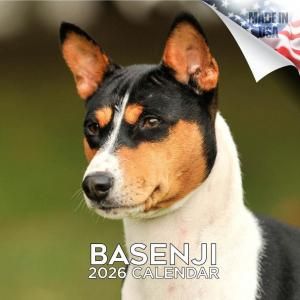 MEGAХ󥸡  Basenji