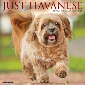 WillowCreek　ハバニーズ カレンダー Havanese