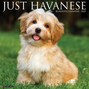 WillowCreekϥХˡ  Havanese