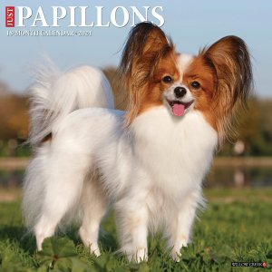 WillowCreekѥԥ  JUST Papillons