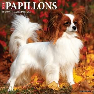 WillowCreekѥԥ  JUST Papillons