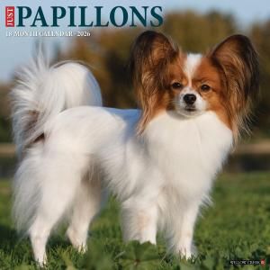 WillowCreekѥԥ  JUST Papillons